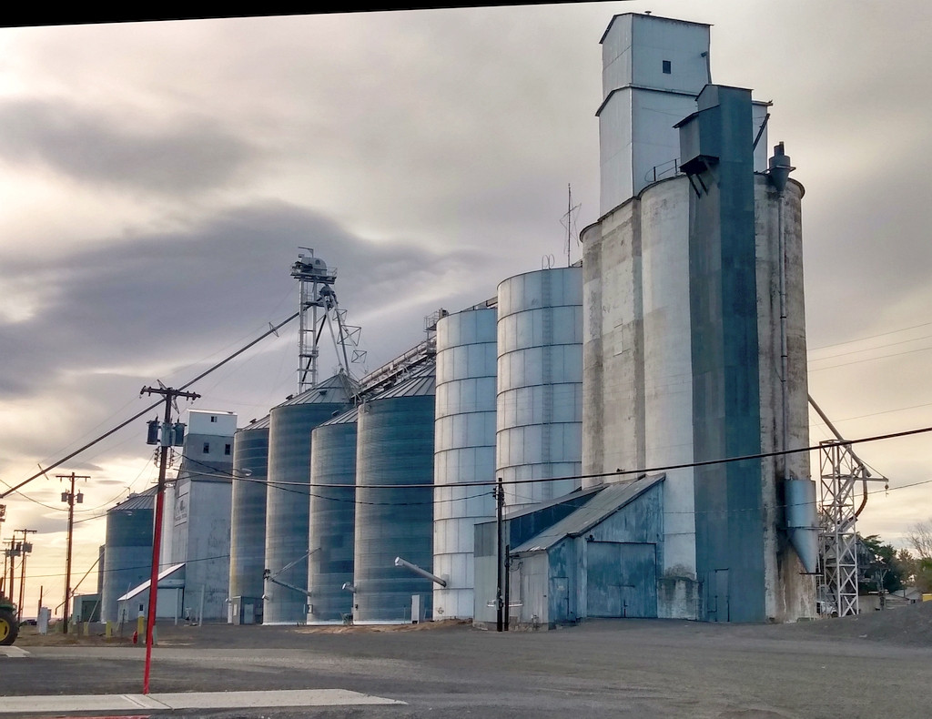 Grain plant